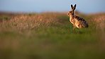 Hare